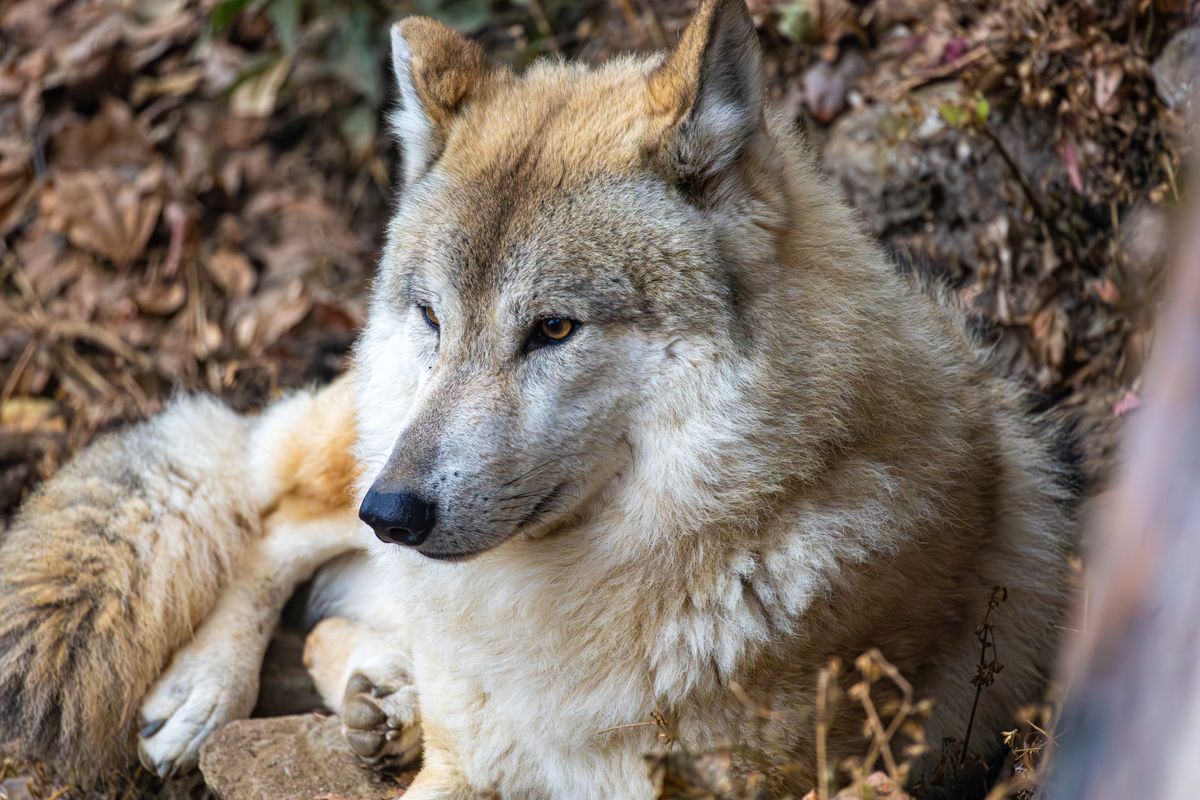 What Animal Am I: Discover Your Personality Archetype